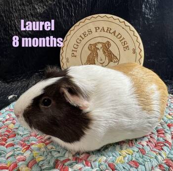 Rescue Short Haired Guinea Pigs for Adoption in Red Oak, Iowa - Laurel | PetCurious